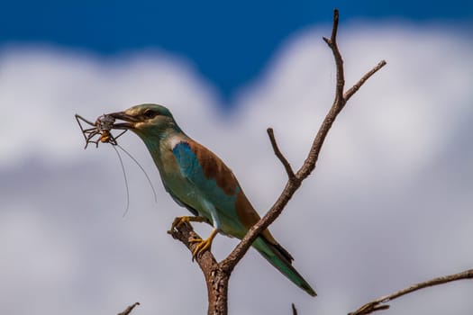 Lilac-breasted roller in Kruger national park, South Africa   Specie Coracias caudatus family of Coraciidae, eating a prey