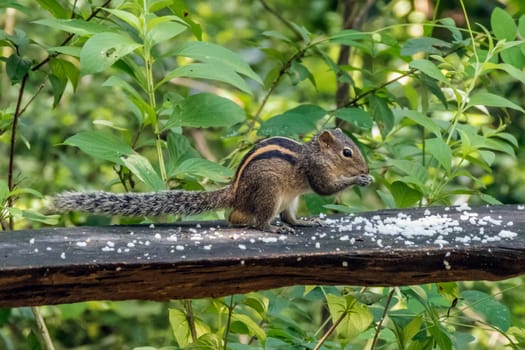 Indian palm squirrel (  three-striped palm squirrel ) (Funambulus palmarum) in a garden in Sri Lanka
