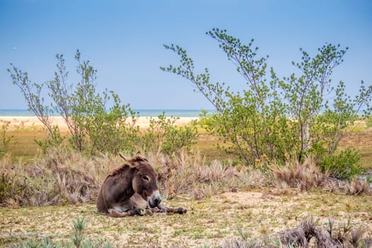 Wild Donkey On The Beach In Kalpitiya, Sri Lanka