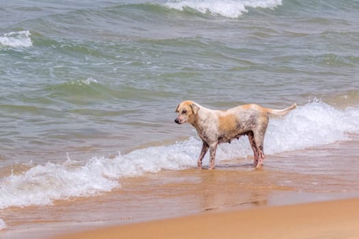 poor mangy dogs on the beach in Kalpitiya, Sri Lanka