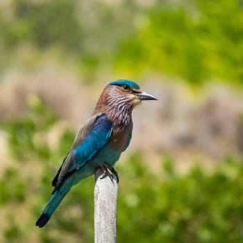 Coracias benghalensis, indian roller on a branch in a blurry background in Kalpitiya, Sri Lanka