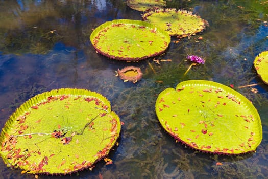 Giant Waterlilies in Mauritius Botanical gardens