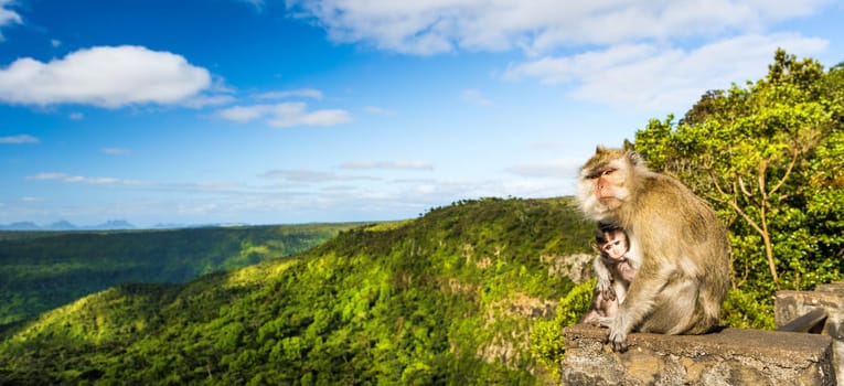 Monkeys at the Gorges viewpoint. Black River Gorges national park. Mauritius. Panorama