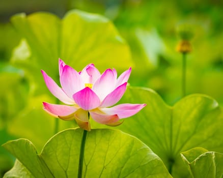 Closeup photo of the lotus flower