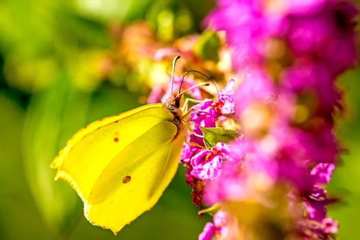 Lemon butterfly on blood willow
