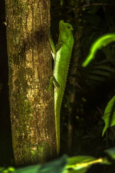 hump nosed lizard on a tree in Sinharaja Rain Forest, Sri Lanka