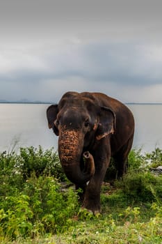 Sri Lankan wild elephant, elephas maximus maximus