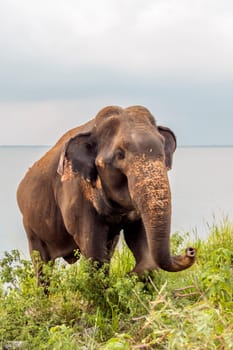 Sri Lankan wild elephant, elephas maximus maximus