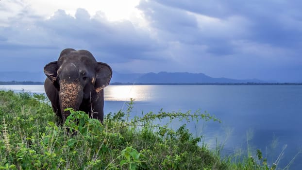 elephas maximus maximus, elephant in Sri Lanka, Udawale reserve