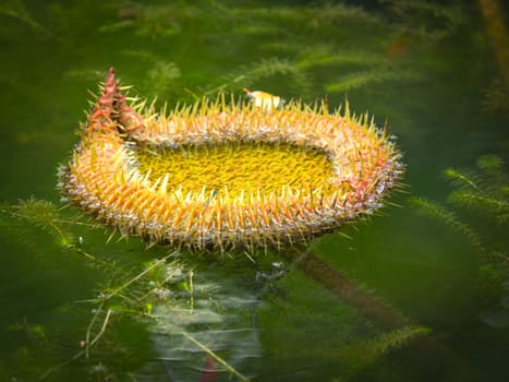 Giant Waterlilies in Mauritius Botanical gardens