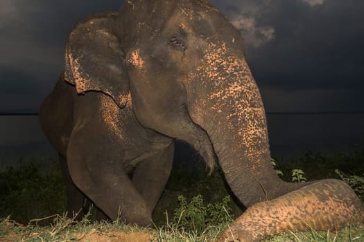 Sri Lankan wild elephant, elephas maximus maximus