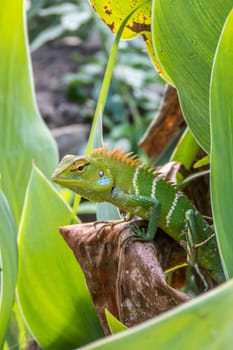 Common green forest lizard, Calotes calotes, Sinharaja Forest Reserve, Sri Lanka