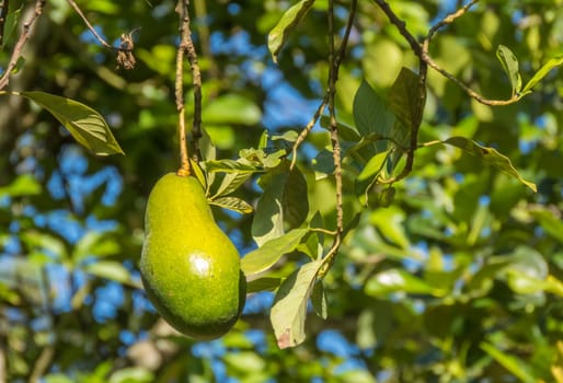 avocado tree and fruits in Ella mountain, Sri lanka