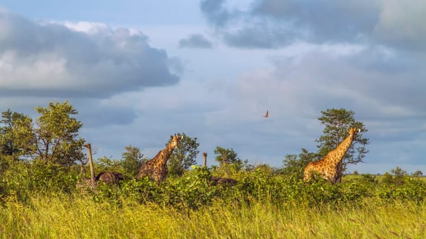 Specie Giraffa camelopardalis family of Giraffidae, two wild giraffes on sunrise in Kruger Park