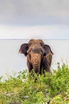 Sri Lankan wild elephant, elephas maximus maximus