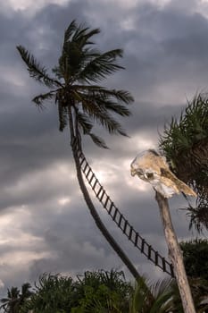 scarry beach with coconut tree and skeleton in Tangalle beach, Sri Lanka