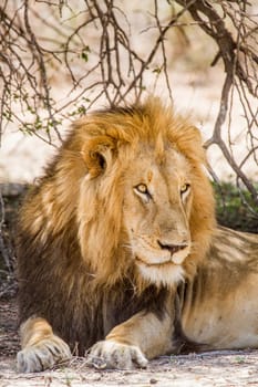 portrait of a wild male lion resting in the bush in Kruger park, South Africa