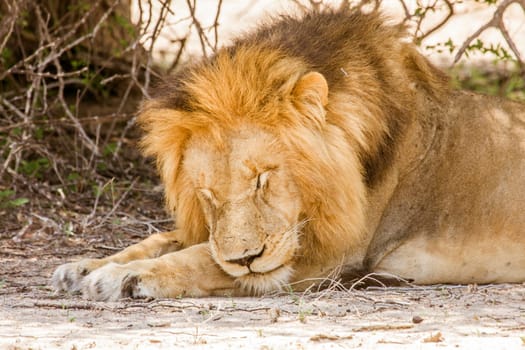 portrait of a wild male lion resting in the bush in Kruger park, South Africa