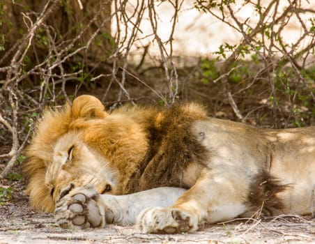 portrait of a wild male lion resting in the bush, in Kruger park, South Africa