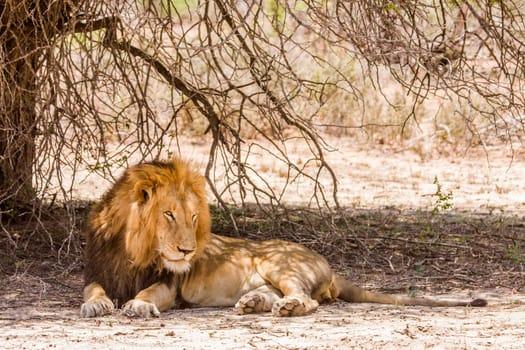 portrait of a wild male lion resting in the bush in Kruger park, South Africa