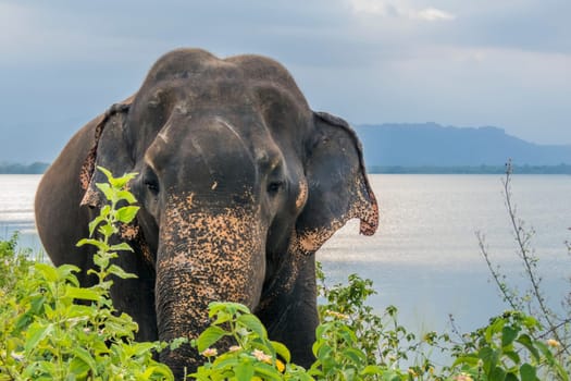 Sri Lankan wild elephant, elephas maximus maximus