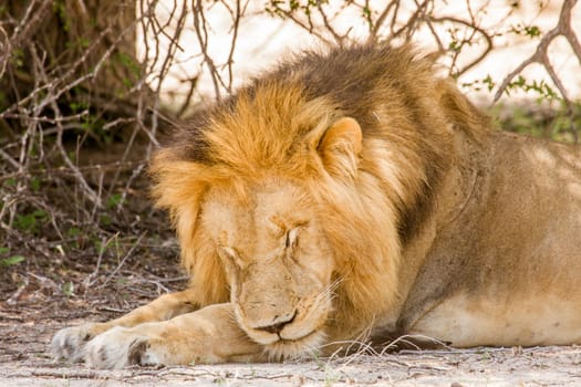 portrait of a wild male lion resting in the bush in Kruger park, South Africa