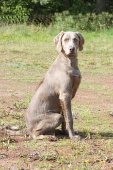 Weimaraner Vorstehhund