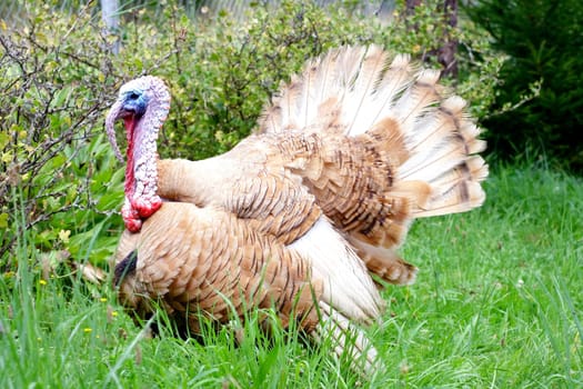 courting turkey