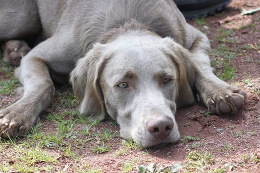 Weimaraner Vorstehhund