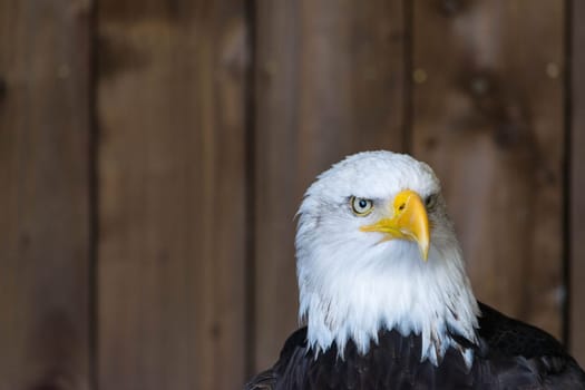 Portrait of a bald eagle Haliaeetus Leucocephalus.