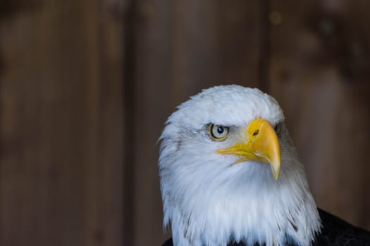 Portrait of a bald eagle Haliaeetus Leucocephalus.