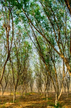 bright golden autumn in jeddah eastern forrest