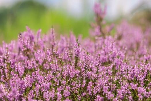 Heather herbs - Erica in a detailed shot