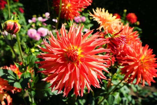 Dahlia blossom in a botanical grten
