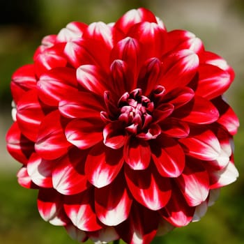 Dahlia (Dahlia),flowers of summer