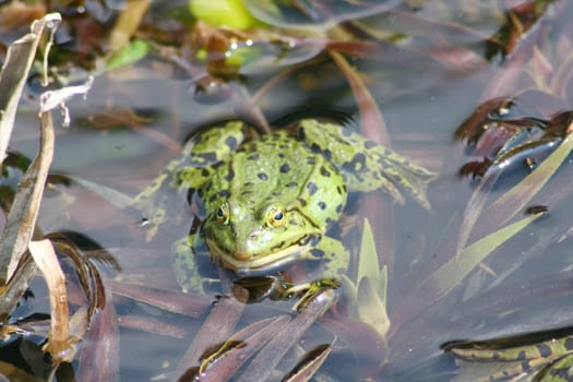 Detail view of a large green water frog
