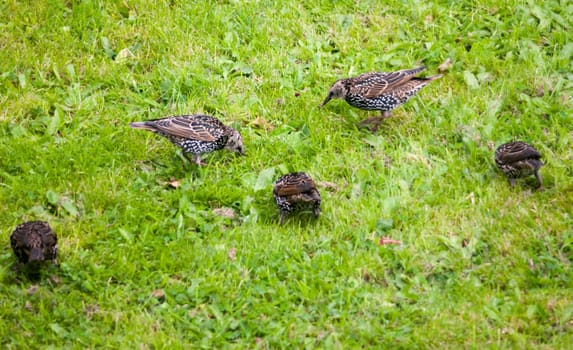 close up of starlings on the grass outside in garden eating