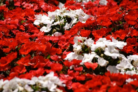 A colorful garden bed with red and white primrose flowers.