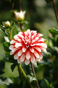 The portrait of a red dahlia with many small petals and white center.