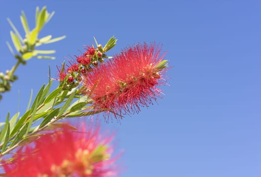 Vivid colors of Australian Callistemon red bottlebrush flowers and flower buds against clear blue sky on a bright sunny Spring day