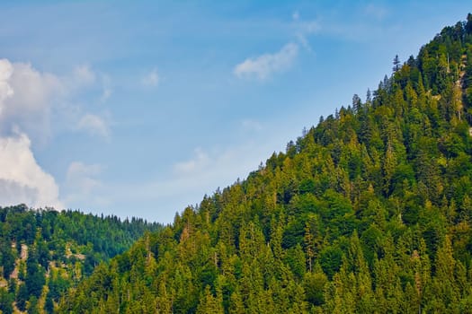 Fir Forest on the Slope of a Hill