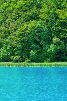 One of the Lakes in Plitvice National Park, Croatia