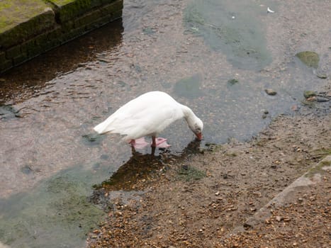 single white goose feeding from the running stream below