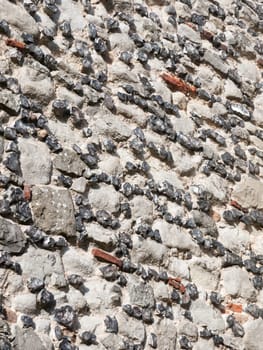 stone brick wall pattern texture of church  England  Essex