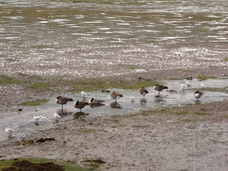 scene of canadian geese standing stationary in a line in a small stream of estuary