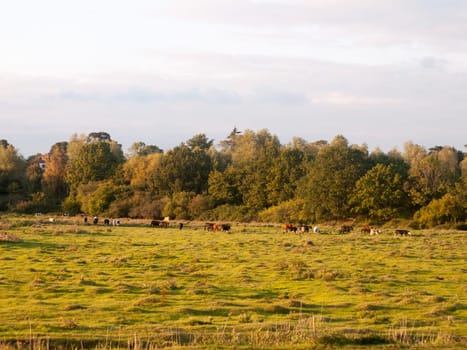 beautiful sunset lit green country land scene with trees and with farm dairy cows steers grazing in distance  England  Essex
