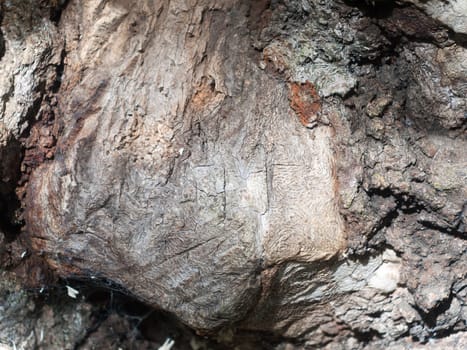 close up texture of famous old knobbley old oak tree in forest in mistley