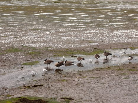 scene of canadian geese standing stationary in a line in a small stream of estuary