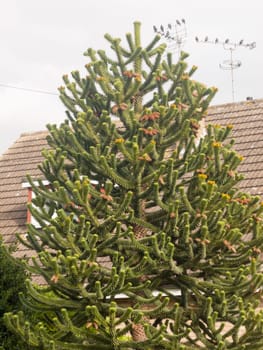 monkey tree branches with leaves outside house in garden  England  Essex