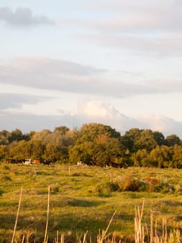 beautiful sunset lit green country land scene with trees and with farm dairy cows steers grazing in distance  England  Essex